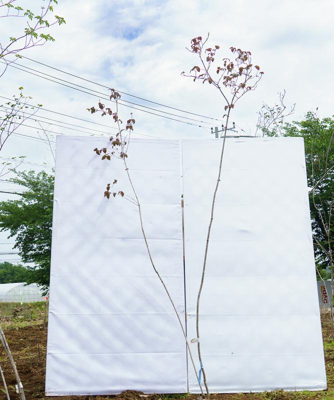 coya20-22【山採り】オトコヨウゾメ　高さ2.2m　不在置き了承商品