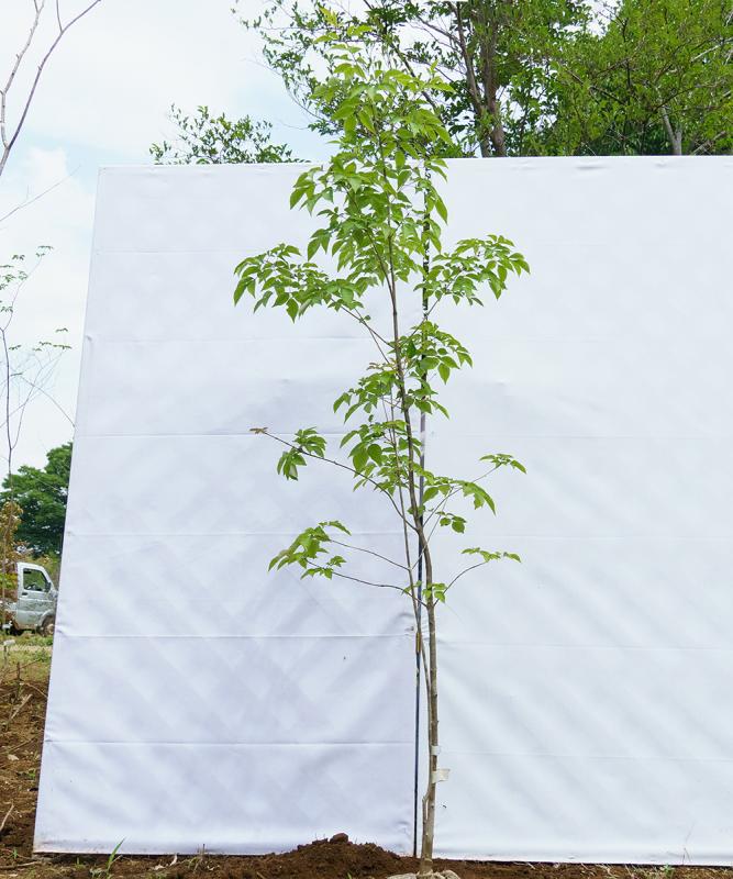 cado26-16【山採り】アオダモ 高さ1.6ｍ程度　不在置き了承商品