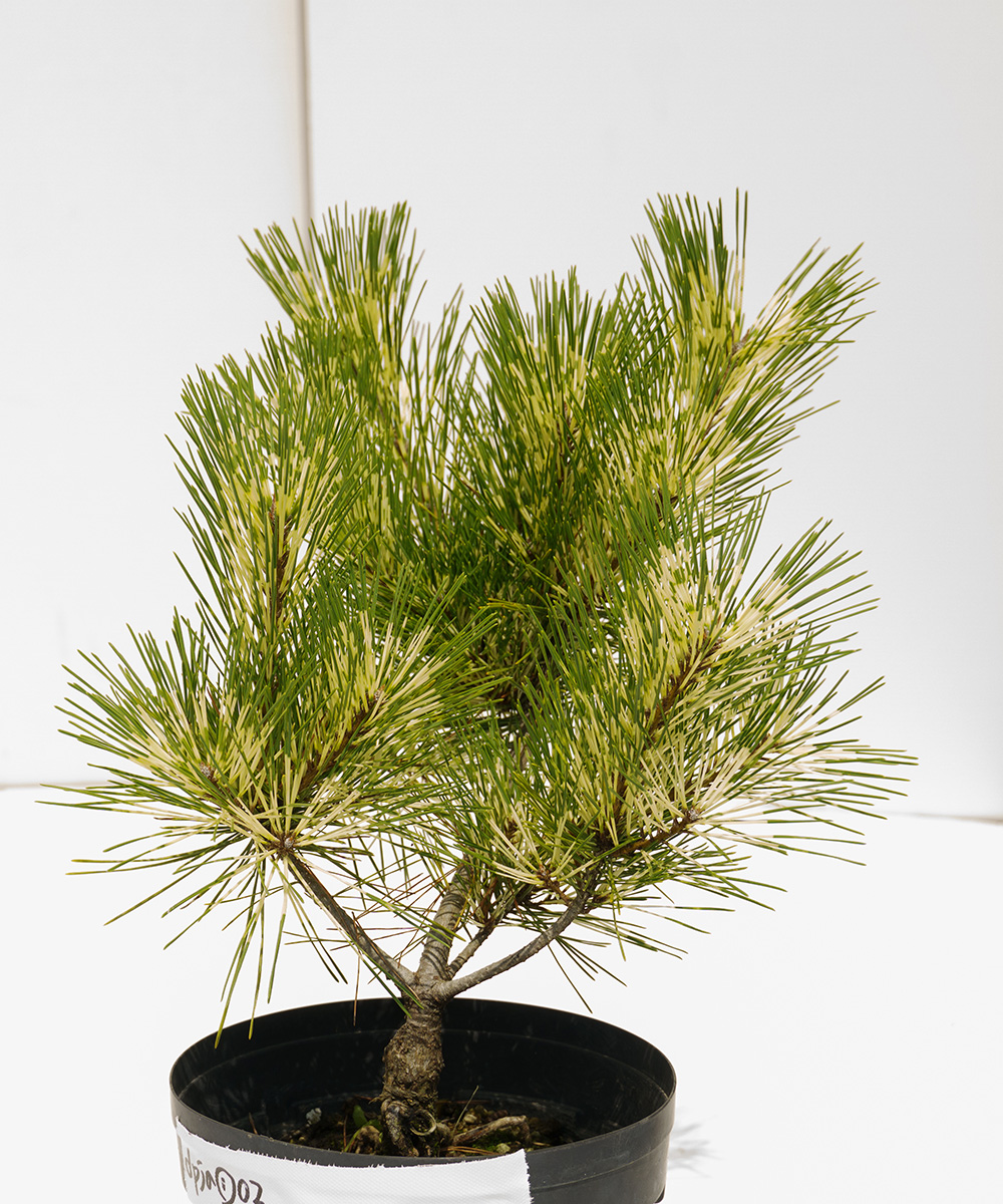 dpja1-02【現品】ジャノメマツ 苗　高さ20cm　6号ポット