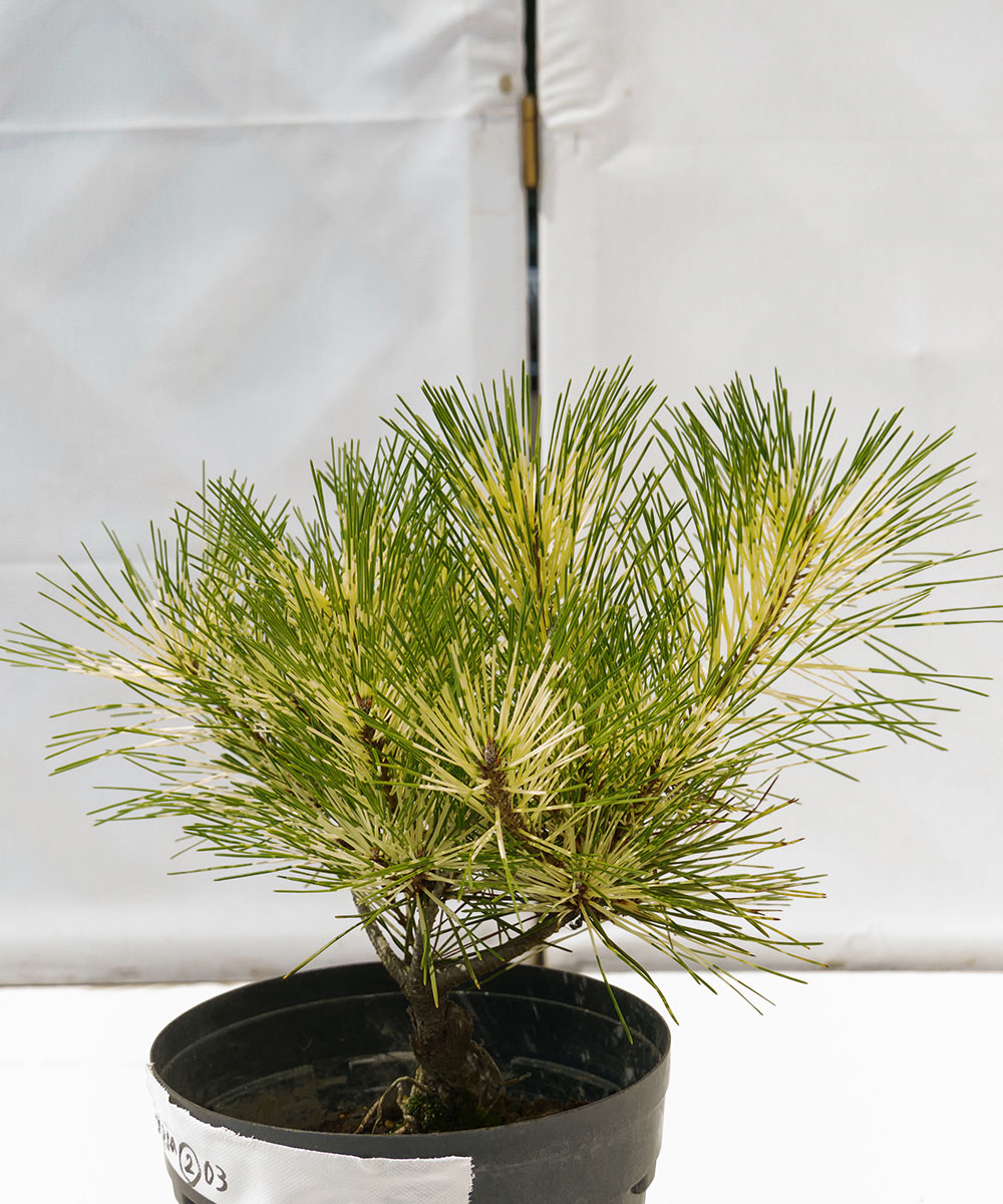 dpja2-03【現品】ジャノメマツ 苗　高さ30cm　6号ポット