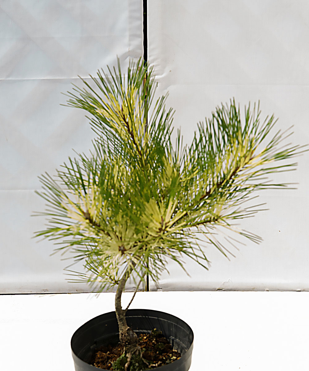 dpja4-03【現品】ジャノメマツ 苗　高さ30cm　6号ポット