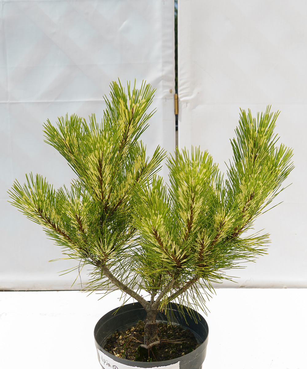 dpja5-03 【現品】ジャノメマツ 苗　高さ30cm　6号ポット