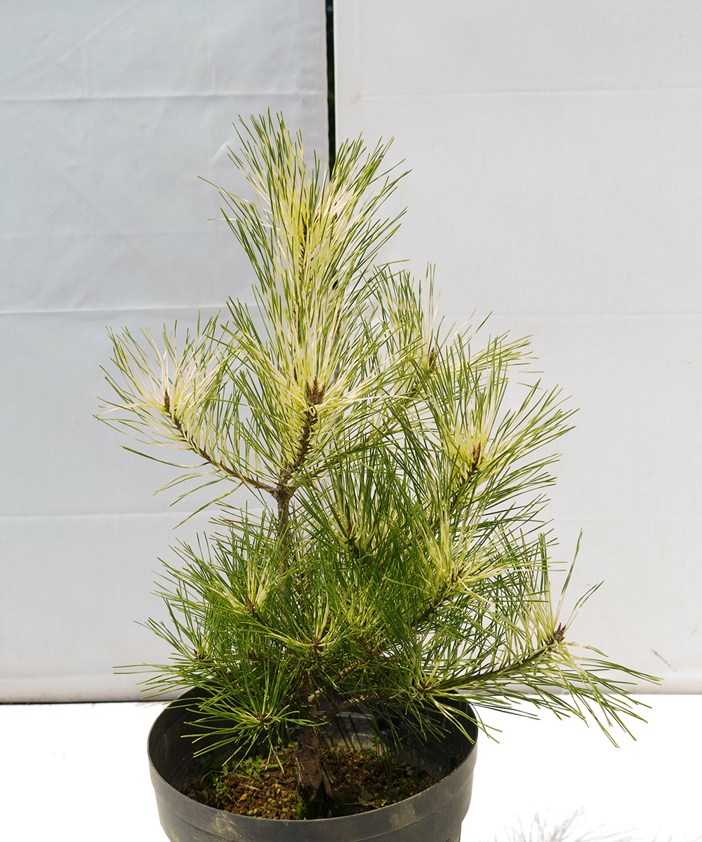 dpja6-05【現品】シロジャノメマツ 苗　高さ50cm