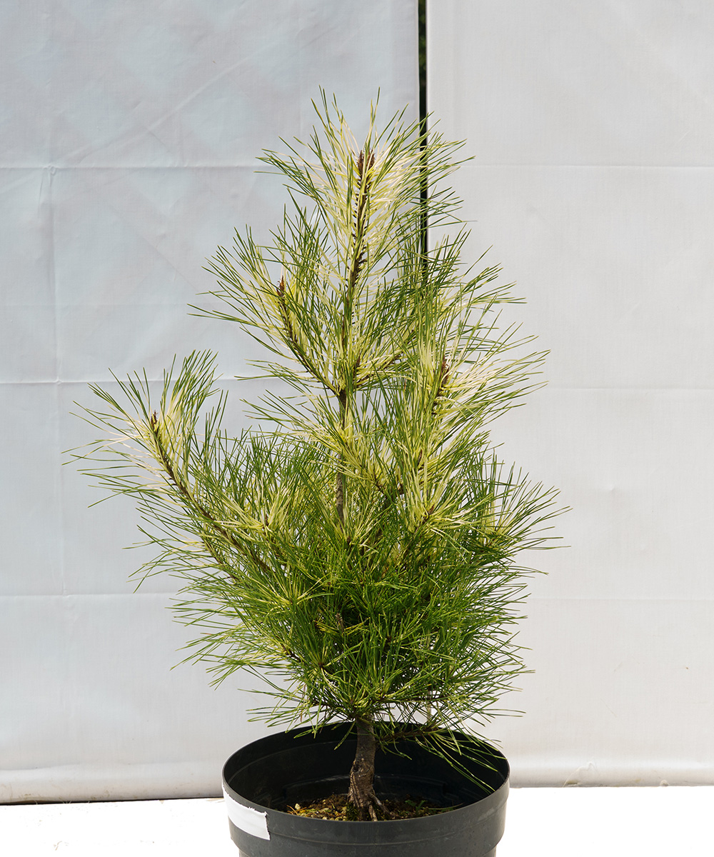 dpja7-06【現品】シロジャノメマツ 苗　高さ60cm