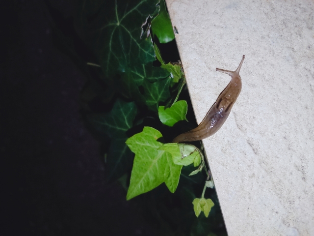 害虫駆除:夜に活動するナメクジ