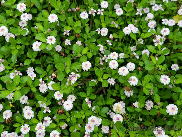 寒冷地でも花が美しいグランドカバー:ヒメイワダレソウ(リッピア)