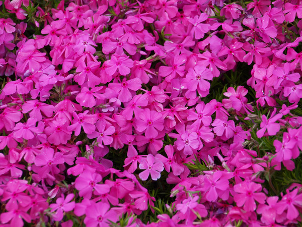 寒冷地でも花が美しいグランドカバー:芝桜