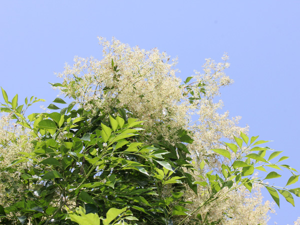 シマトネリコの花