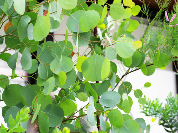 プランター植えにオススメのシンボルツリー:ユーカリポポラス